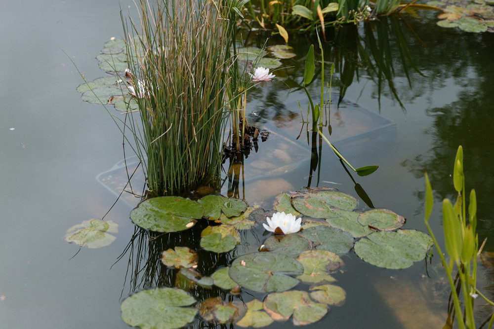 Pond at Jack London Park