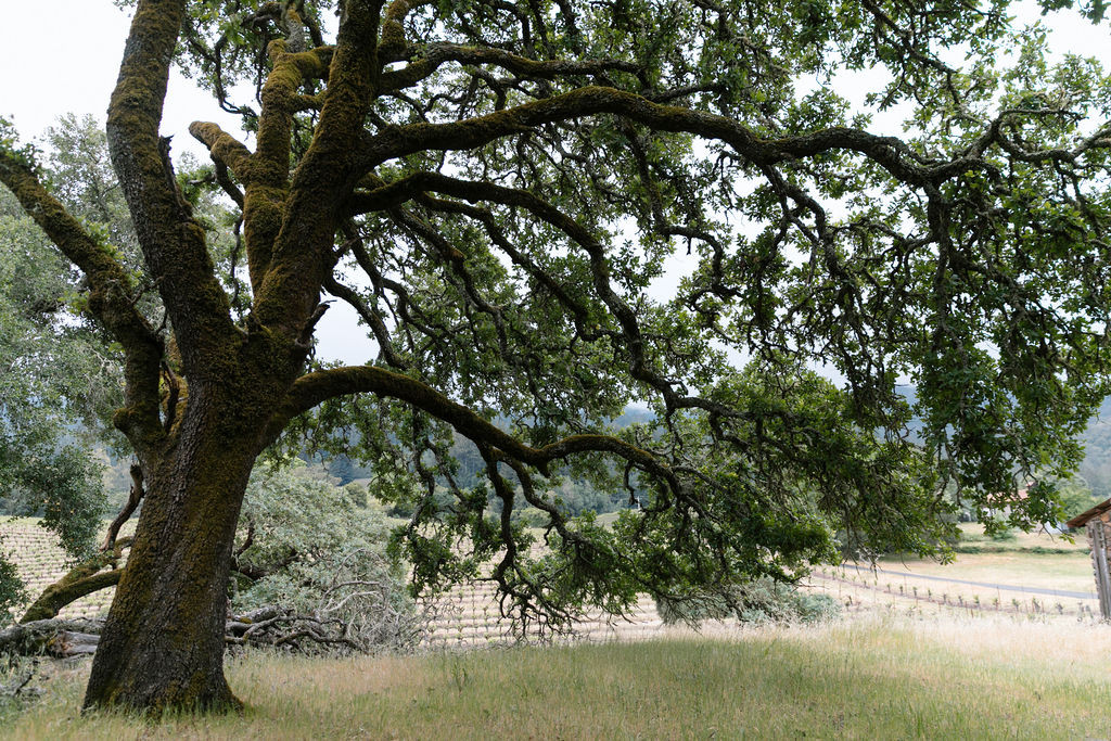 Elopement at Jack London Park