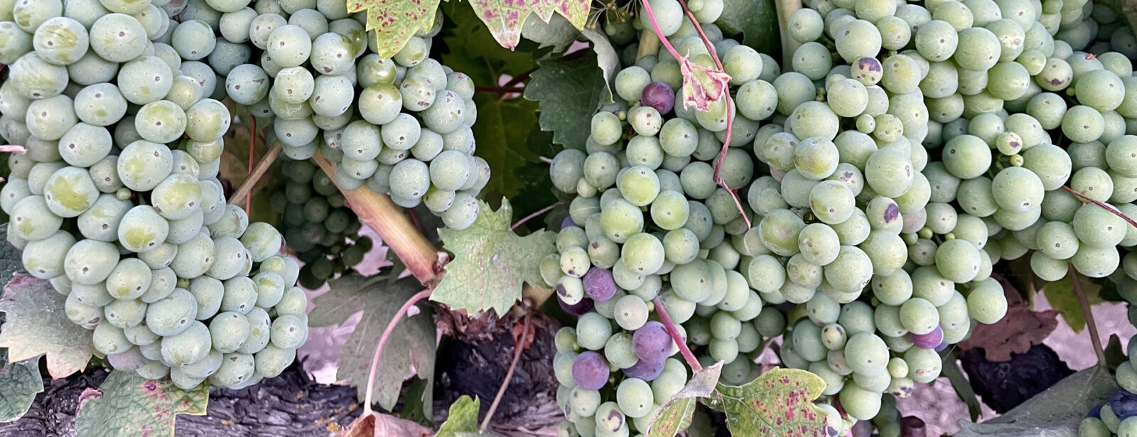 grapes